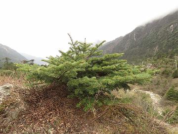 IMG_2006_Abies_densa_Yumthang_3800m_160511 Abies densa ( A. spectabilis var. densa ), Yumthang Valley 3800 m (10:18)