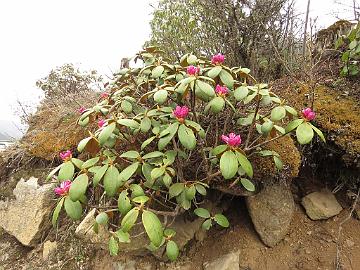 IMG_2007_Rhododendron_aeruginosum_Yumthang_3800m_160511 Rhododendron campanulatum ssp. aeruginosum , Yumthang Valley 3800 m (10:31)