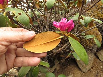 IMG_2008_Rhododendron_aeruginosum_Yumthang_3800m_160511 Rhododendron campanulatum ssp. aeruginosum , Yumthang Valley 3800 m (10:31)