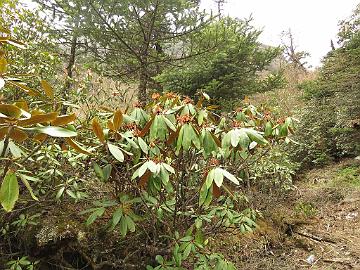 IMG_2012_Rhododendron_wightii_Yumthang_3700m_160511 Rhododendron wightii , Yumthang Valley 3700 m (10:55)