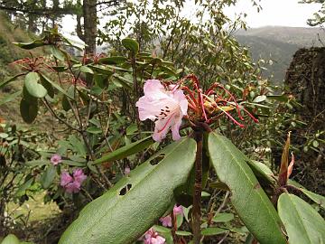 IMG_2014_Rhododendron_wallichii_Yumthang_3700m_160511 Rhododendron wallichii , Yumthang Valley 3700 m (10:58)