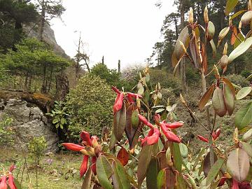 IMG_2017_Rhododendron_cinnabarinum_Yumthang_3700m_160511 Rhododendron cinnabarinum , Yumthang Valley 3700 m (11:00)