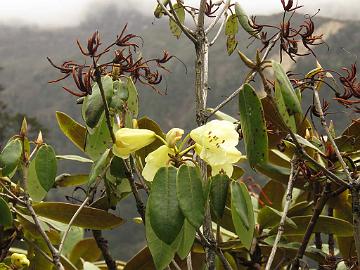 IMG_2018_Rhododendron_campylocarpum_Yumthang_3700m_160511 Rhododendron campylocarpum , Yumthang Valley 3700 m (11:01)