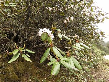 IMG_2024_Rhododendron_hybrid_white_Yumthang_3700m_160511 Rhododendron , told to be white form of R. thomsonii but looks more like white-flowered R. wallichii except for flower shape. Hybrid? Yumthang Valley 3700 m...