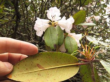 IMG_2026_Rhododendron_hybrid_white_Yumthang_3700m_160511 Rhododendron , told to be white form of R. thomsonii but looks more like white-flowered R. wallichii . Note the thin indumentum. Hybrid? Yumthang Valley 3700 m...