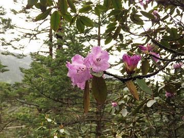 IMG_2030_a_large_Rhododendron_wallichii_Yumthang_3700m_160511 Rhododendron wallichii , Yumthang Valley 3700 m (11:26)