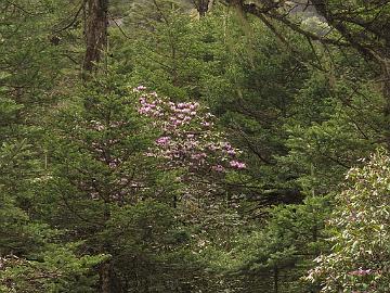 IMG_2033_a_large_Rhododendron_wallichii_Yumthang_3700m_160511 Large Rhododendron wallichii tree in Abies densa forest, Yumthang Valley 3700 m (11:26)