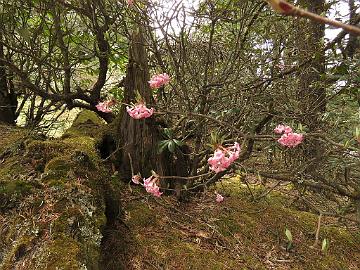 IMG_2035_Viburnum_grandiflorum_Yumthang_3700m_160511 Viburnum grandiflorum , Yumthang Valley 3700 m (11:28)