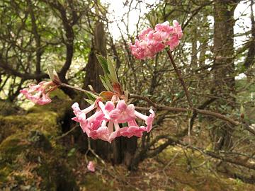 IMG_2036_Viburnum_grandiflorum_Yumthang_3700m_160511 Viburnum grandiflorum , Yumthang Valley 3700 m (11:28)