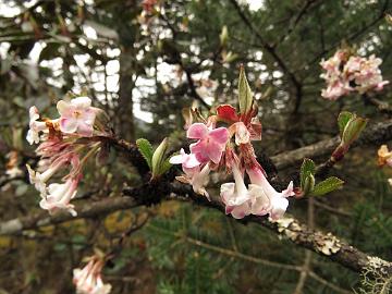 IMG_2042_Viburnum_grandiflorum_and_Abies_densa_Yumthang_3700m_160511 Viburnum grandiflorum , Yumthang Valley 3700 m (11:31)