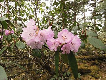 IMG_2045_Rhododendron_wallichii_Yumthang_3650m_160511 Rhododendron wallichii , Yumthang Valley 3650 m (11:35)