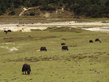 IMG_2048_yaks_Yumthang_160511 Yaks grazing in Yumthang Valley (11:48)