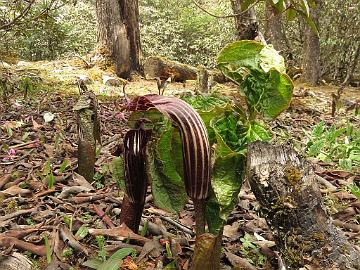 IMG_2050_Arisaema_griffithii_Yumthang_3650m_160511 Arisaema griffithii , Yumthang Valley 3650 m (11:56)