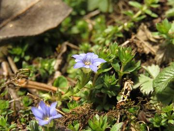 IMG_2064_Gentiana_sp_sp_Yumthang_3600m_160511 Gentiana sp., Yumthang Valley 3600 m (12:16)