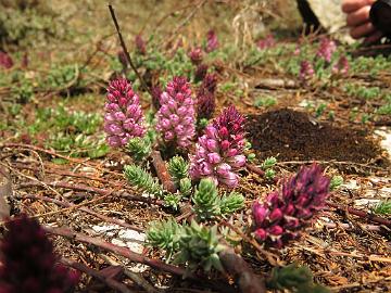 IMG_2066_Myricaria_rosea_Yumthang_3600m_160511 Myricaria rosea , Yumthang Valley 3600 m (12:18)