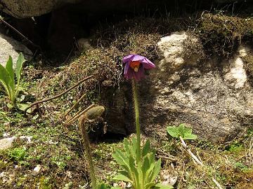 IMG_2067_Meconopsis_simplicifolia_Yumthang_3600m_160511 Meconopsis simplicifolia , Yumthang Valley 3600 m (12:26)