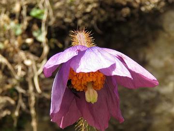 IMG_2069_Meconopsis_simplicifolia_Yumthang_3600m_160511 Meconopsis simplicifolia , Yumthang Valley 3600 m (12:26)