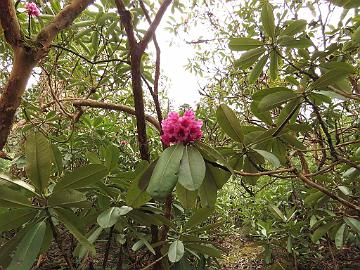 IMG_2071_Rhododendron_hodgsonii_Yumthang_3500m_160511 Rhododendron hodgsonii , Yumthang Valley 3500 m (14:04)