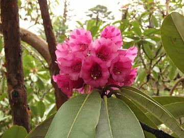 IMG_2072_Rhododendron_hodgsonii_Yumthang_3500m_160511 Rhododendron hodgsonii , Yumthang Valley 3500 m (14:04)