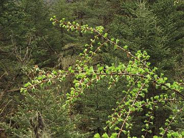 IMG_2082_Larix_griffithii_Yumthang_3500m_160511 Larix griffithii , Yumthang Valley 3500 m (14:24)