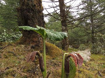 IMG_2083_Arisaema_griffithii_Yumthang_3500m_160511 Arisaema griffithii , Yumthang Valley 3500 m (14:26)