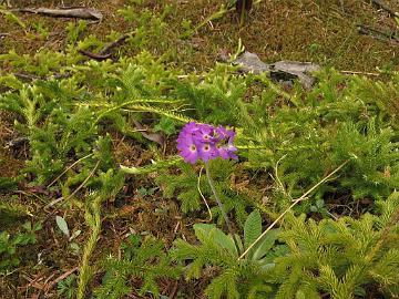 IMG_2084_Primula_denticulata_Yumthang_3500m_160511 Primula denticulata , Yumthang Valley 3500 m (14:26)