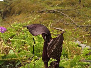 IMG_2085_Arisaema_sp_Yumthang_3500m_160511 Arisaema griffithii , Yumthang Valley 3500 m (14:26)