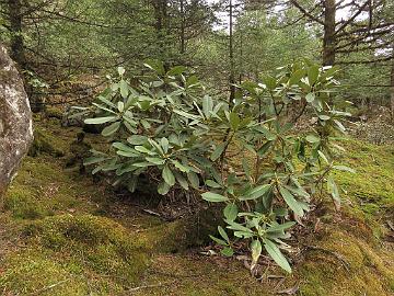 IMG_2086_Rhododendron_hodgsonii_Yumthang_3500m_160511 Rhododendron hodgsonii , Yumthang Valley 3500 m (14:27)