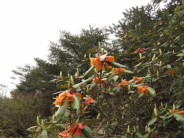 IMG_2088_Rhododendron_cinnabarinum_Yumthang_3500m_160511 Rhododendron cinnabarinum , Yumthang Valley 3500 m (14:31)