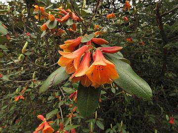 IMG_2089_Rhododendron_cinnabarinum_Yumthang_3500m_160511 Rhododendron cinnabarinum , Yumthang Valley 3500 m (14:32)