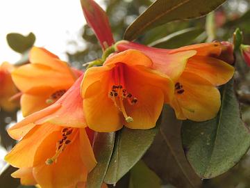 IMG_2091_Rhododendron_cinnabarinum_Yumthang_3500m_160511 Rhododendron cinnabarinum , Yumthang Valley 3500 m (14:33)