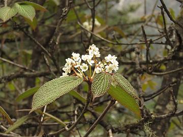 IMG_2094_Viburnum_sp_Yumthang_3500m_160511 Viburnum sympodiale (?), Yumthang Valley 3500 m (14:35)