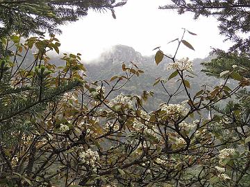 IMG_2098_Viburnum_sp_Yumthang_3500m_160511 Viburnum sympodiale (?), Yumthang Valley 3500 m (14:42)