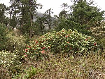 IMG_2099_Rhododendron_thomsonii_Yumthang_3500m_160511 Rhododendron thomsonii , Yumthang Valley 3500 m (14:49)