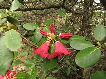 IMG_2102_Rhododendron_thomsonii_Yumthang_3500m Rhododendron thomsonii , Yumthang Valley 3500 m (14:49)