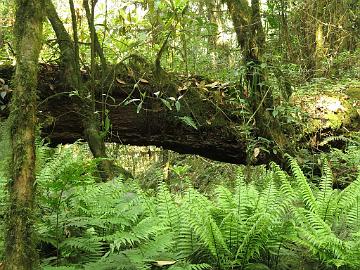 IMG_1289_ferns_and_fallen_tree_Sachen-Tshoka_2300m_160503 Ferns and a fallen tree trunk, Sachen - Tshoka 2300 m (08:12)