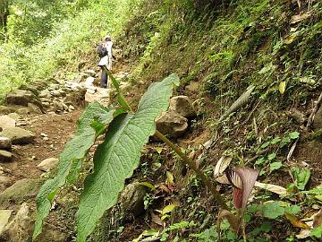 IMG_1304_Arisaema_speciosum_Sachen-Tshoka_2200m_160503 Arisaema speciosum , Sachen - Tshoka 2200 m (09:25)