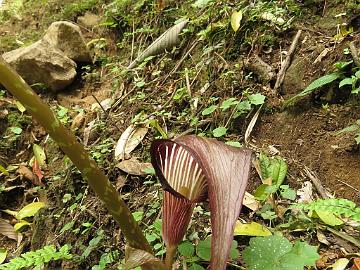 IMG_1305_Arisaema_speciosum_Sachen-Tshoka_2200m_160503 Arisaema speciosum , Sachen - Tshoka 2200 m (09:25)