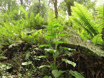 IMG_1307_Cardiocrinum_giganteum_Sachen-Tshoka_2550m_160503 Cardiocrinum giganteum , Sachen -Tshoka 2550 m (10:16)