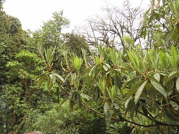 IMG_1316_Rhododendron_arboreum_Sachen-Tshoka_2700m_160503 Rhododendron arboreum , Sachen -Tshoka 2700 m (10:32)