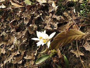 IMG_1322_Orchid_Coelogyne_punctulata_Sachen-Tshoka_2750m_160503 Orchid Coelogyne nitida , close to Bakhim 2750 m (11:08)