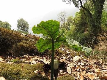 IMG_1326_Arisaema_griffithii_Sachen-Tshoka_2750m_160503 Arisaema griffithii , close to Bakhim 2750 m (11:11)