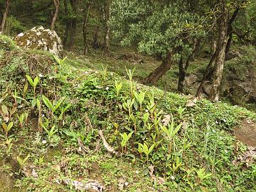 IMG_1335_Rhododendron_seedlings_Sachen-Tshoka_2800m_160503 Rhododendron seedlings, Bakhim - Tshoka 2800 m (12:04)