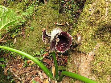 IMG_1337_Arisaema_griffithii_Sachen-Tshoka_2850m_160503 Arisaema griffithii , Bakhim - Tshoka 2850 m (12:14)