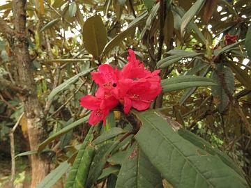 IMG_1359_Rhododendron_arboreum_close_to_Tshoka_2900m_160503 Rhododendron arboreum , close to Tshoka 2900 m (12:42)