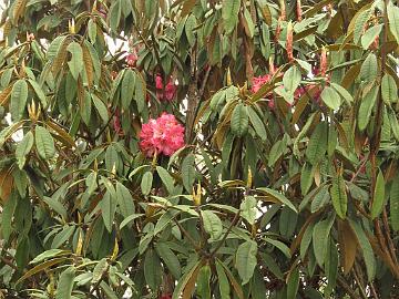 IMG_1361_Rhododendron_arboreum_close_to_Tshoka_2900m_160503 Rhododendron arboreum , close to Tshoka 2900 m (12:42)