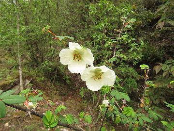 IMG_1381_Rosa_sp_Tshoka_2970m_160503 Rosa sericea , Tshoka 2970 m (15:21)