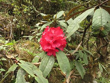 IMG_1384_Rhododendron_arboreum_Tshoka_2970m_160503 Rhododendron arboreum , Tshoka 2970 m (15:30)