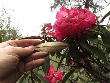 IMG_1387_Rhododendron_arboreum_Tshoka_2970m_160503 Rhododendron arboreum , Tshoka 2970 m (15:30)