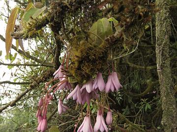 IMG_1392_Holboellia_latifolia_Tshoka_2970m_160503 Holboellia latifolia , Tshoka 2970 m (15:49)